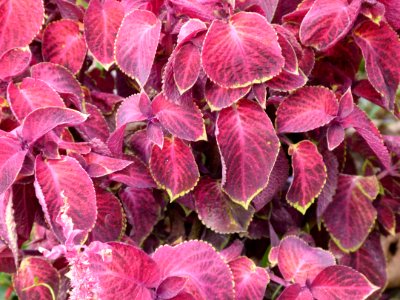 Solenostemon scutellarioides-Jardin des Plantes de Paris