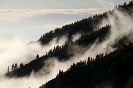 Mist mysterious vegetation photo