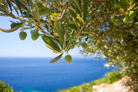 Tree olive the olives