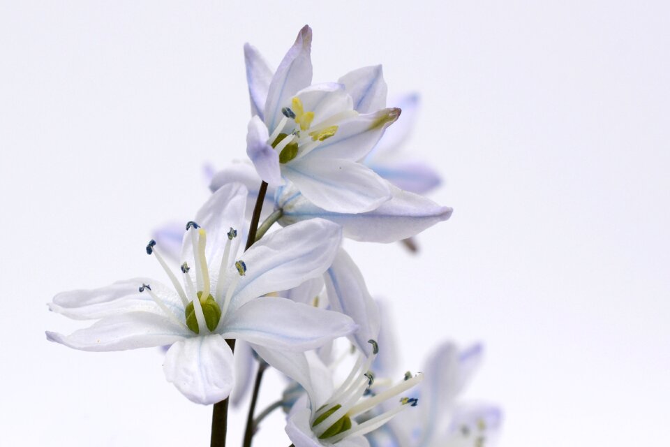 Bloom flower scilla