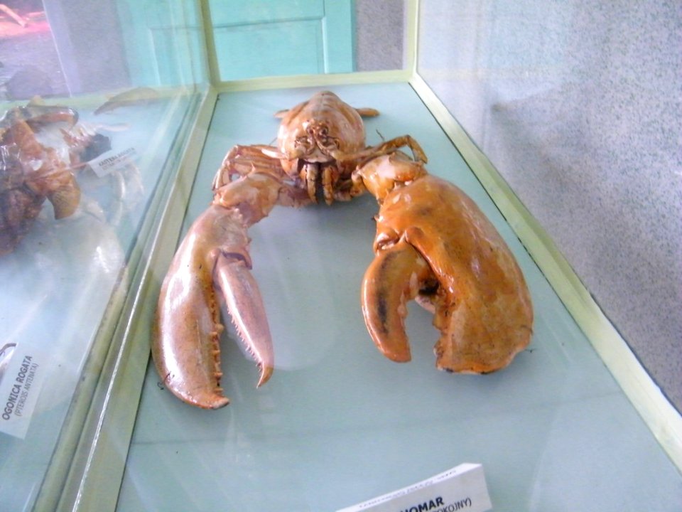 SOSNOWIEC, AB. 102