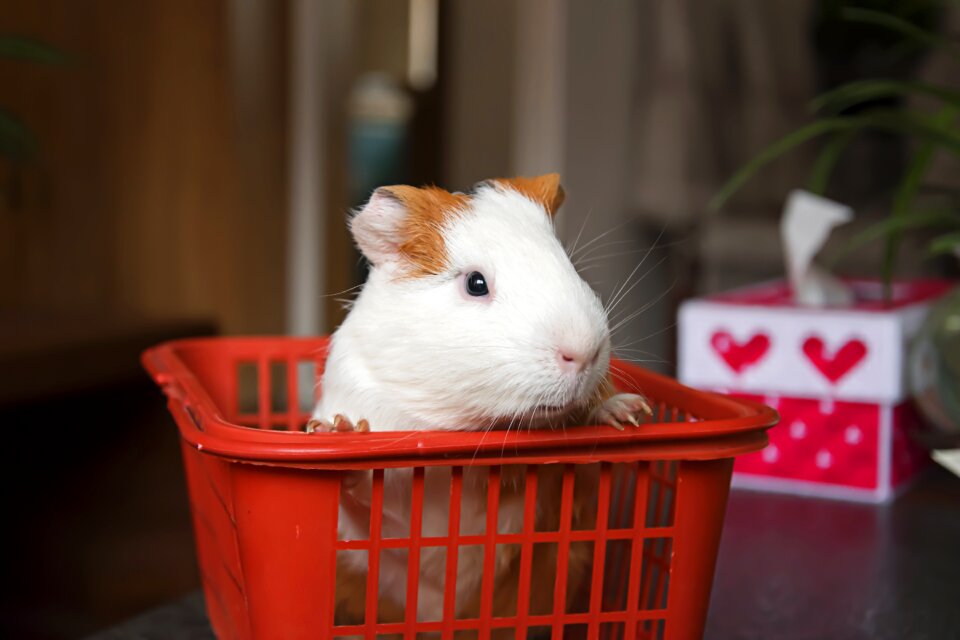 Guinea pig netherlands pig close-up