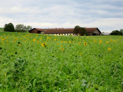Sonnenblumenfeld Frauenneuharting