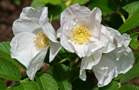 Spring blossom flower