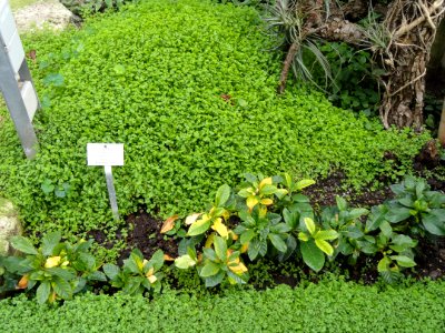 Soleirolia soleirolii - Botanischer Garten Freiburg - DSC06343