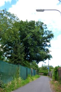 Sossenheimer Friedenseiche (3)