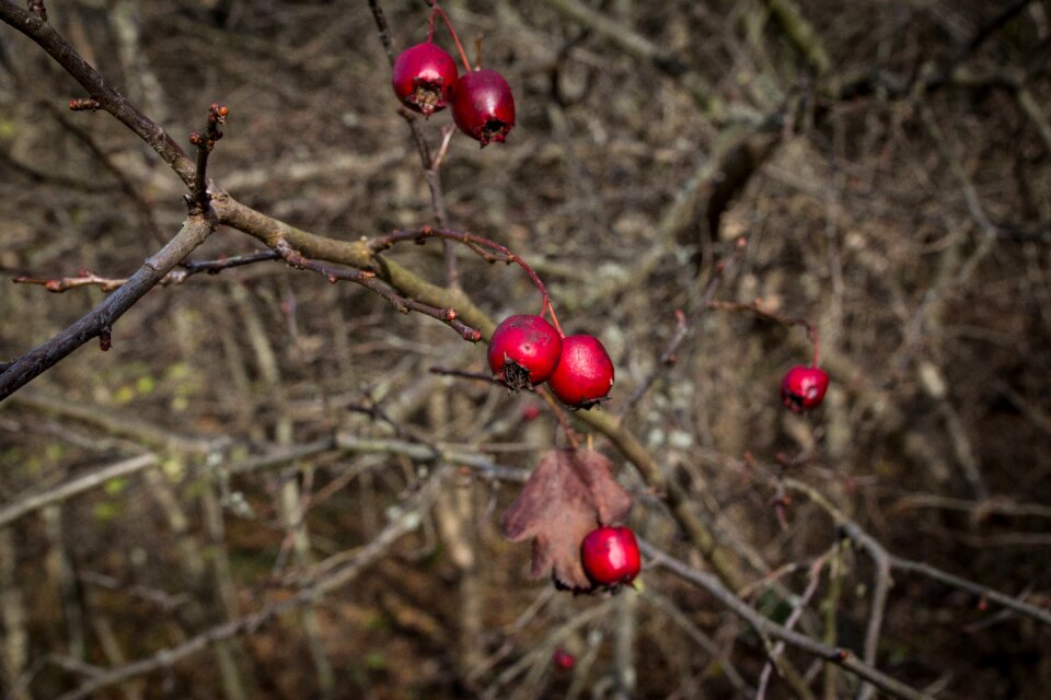 Branches red tree branches
