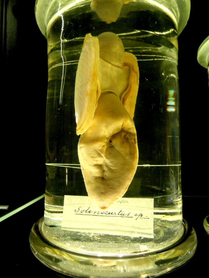 Solenocurtus sp. - Finnish Museum of Natural History - DSC04694