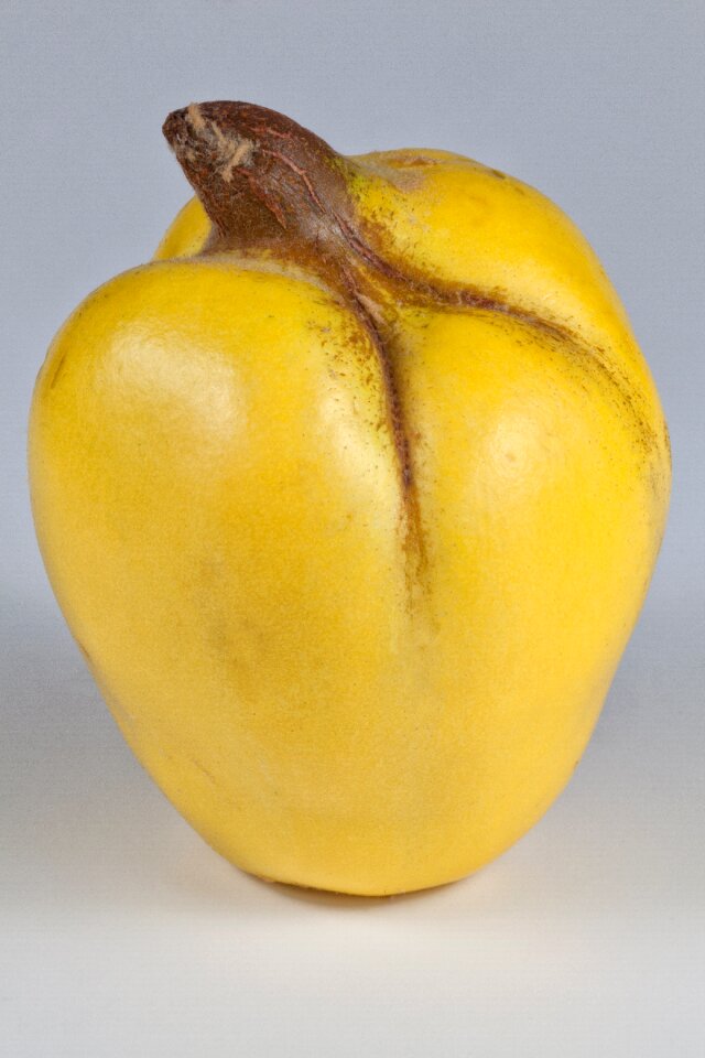 Pome fruit fruit quince fruit