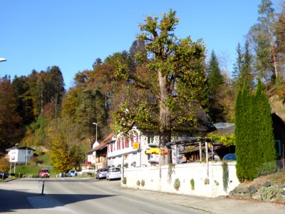 Sonnental Linde