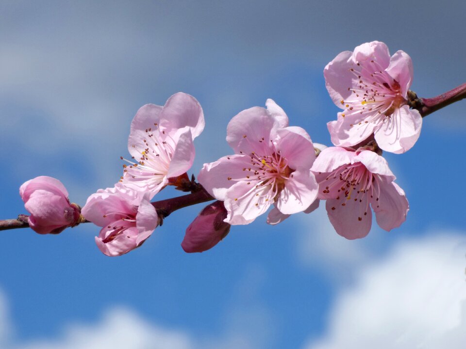 Fruit tree spring florir