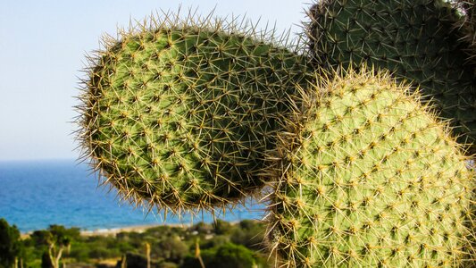 Cactus thorns plant