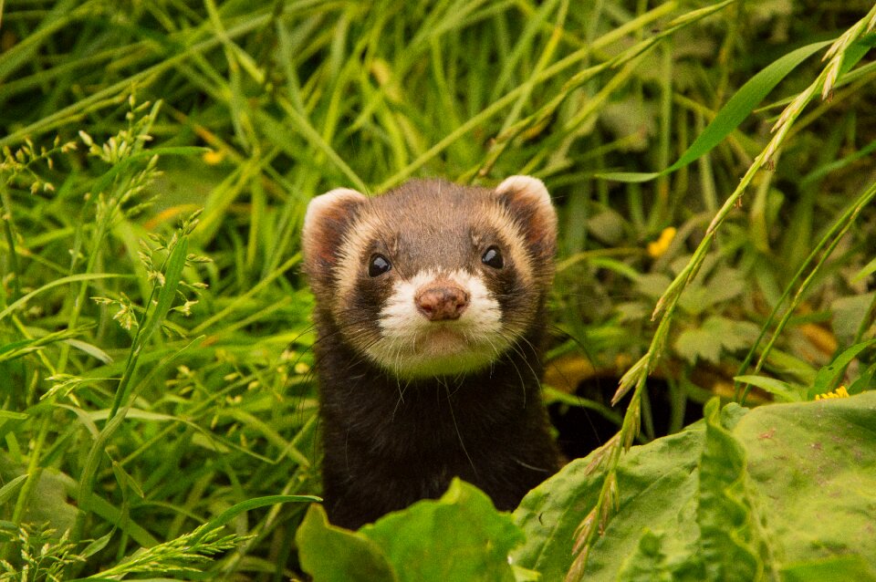 Animals ferret animal welfare