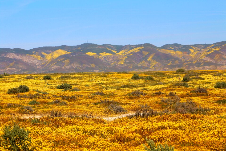 California nature wildflowers