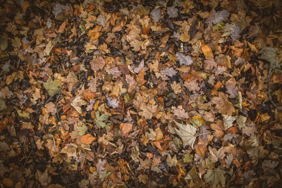 Brown texture leaves