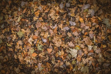 Brown texture leaves