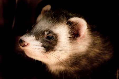 Animal welfare nature close up
