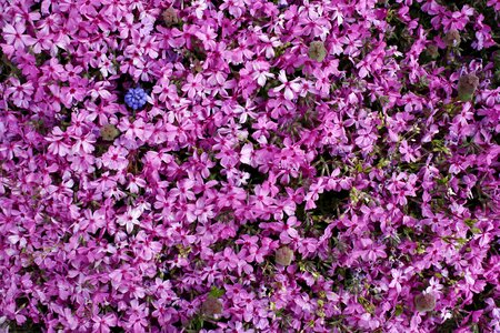 Spring pink nature pink spring