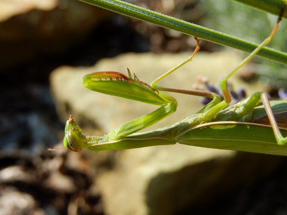Mantis mantis religiosa nature