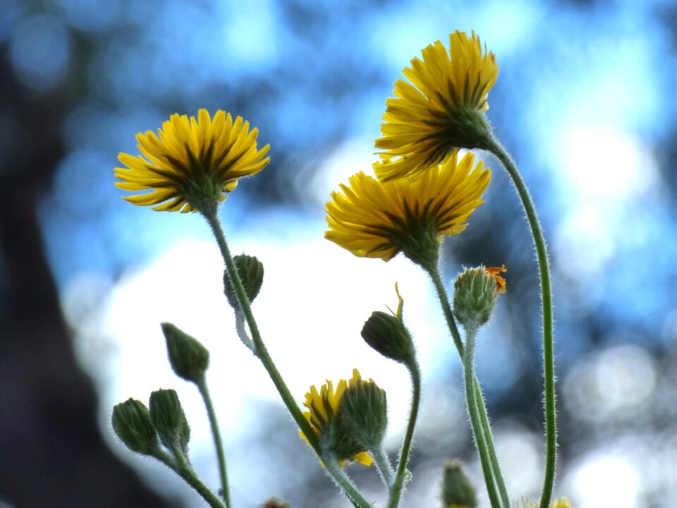 Yellow flower backlight pixallit