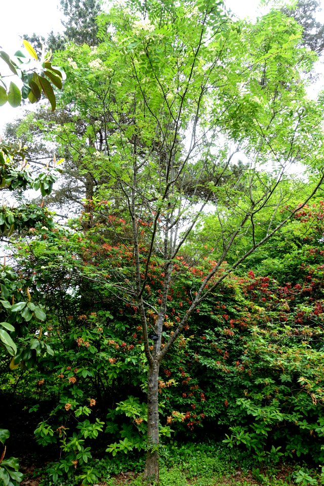 Sorbus ellipsoidalis - Hillier Gardens - Romsey, Hampshire, England - DSC04638