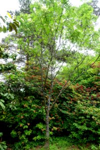 Sorbus ellipsoidalis - Hillier Gardens - Romsey, Hampshire, England - DSC04638
