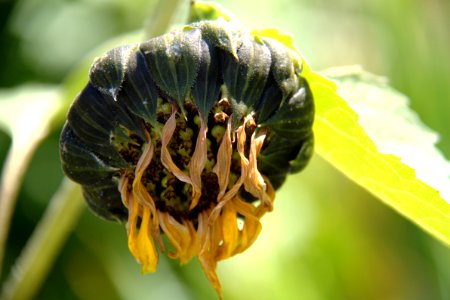 Sonnenblume (verblühend)