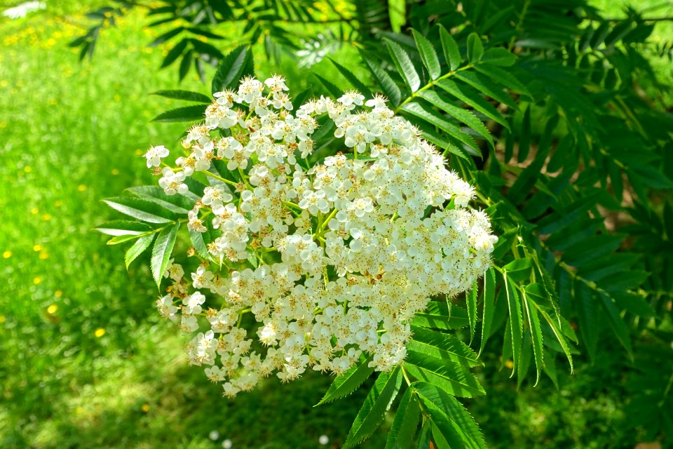 Sorbus ulleungensis - Savill Garden - Windsor Great Park, England - DSC06342