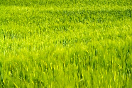 Outdoors dry green