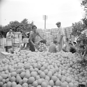 Sorteren en inpakken van sinaasappels in kisten op een citrusplantage bij Parde…, Bestanddeelnr 255-1232