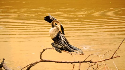 Sorocaba River S Bird (256956549) photo
