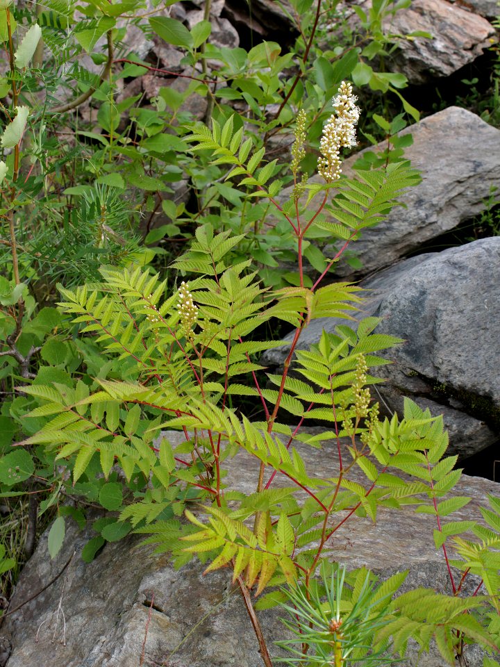 Sorbaria sorbifolia Kemi, Finland 15.07.2013