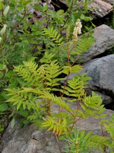 Sorbaria sorbifolia Kemi, Finland 15.07.2013