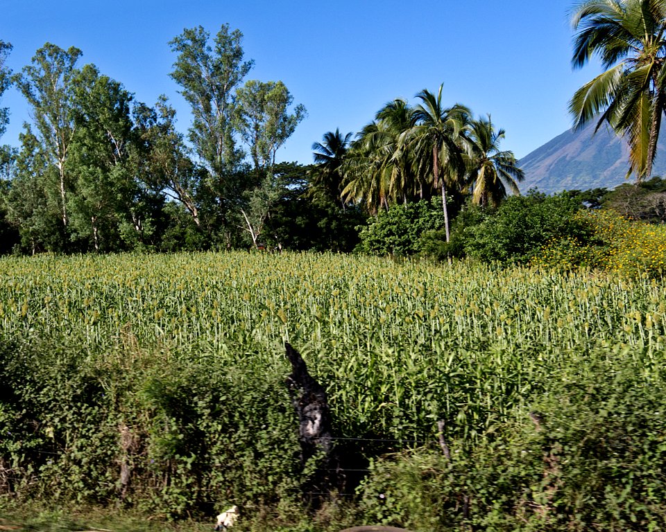 Sorghum Field El Salvador 2011