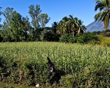 Sorghum Field El Salvador 2011