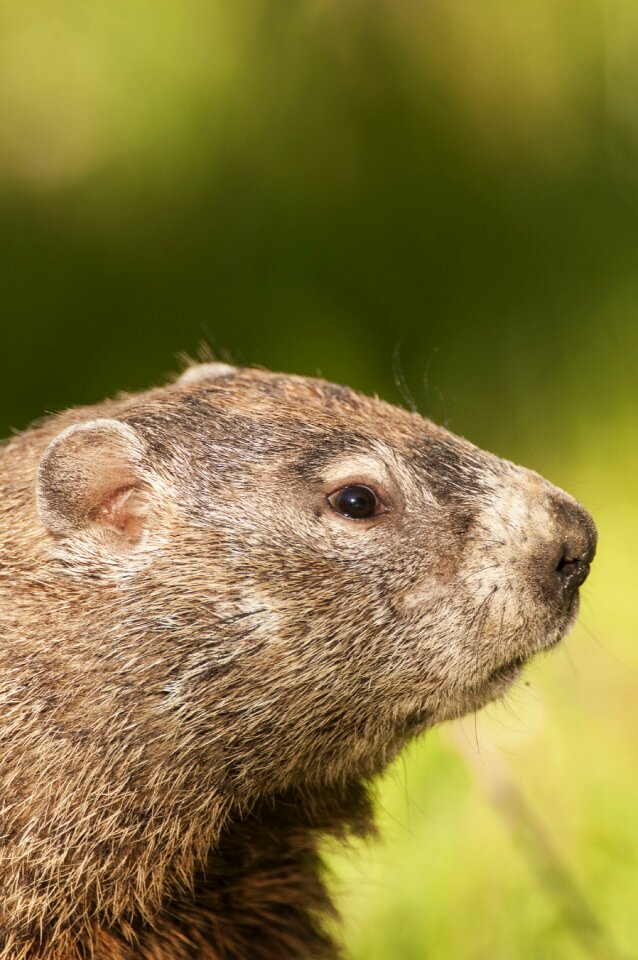 Groundhog wildlife whistlepig