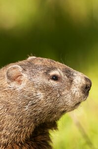 Groundhog wildlife whistlepig
