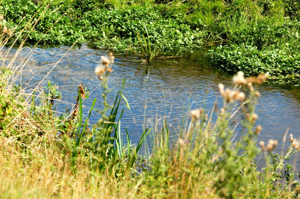 Sopwell-Meadows-Ver-20050821-006