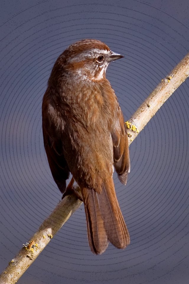 Song Sparrow (Melospiza melodia)