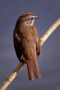 Song Sparrow (Melospiza melodia) photo