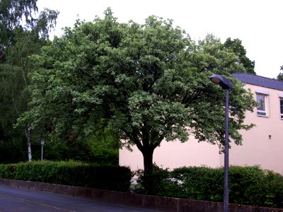 Sorbus-aria-goe01