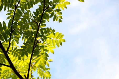 Sorbus aucuparia leaves