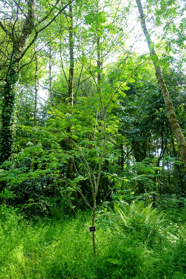 Sorbus aucuparia - Trengwainton Garden - Cornwall, England - DSC02554
