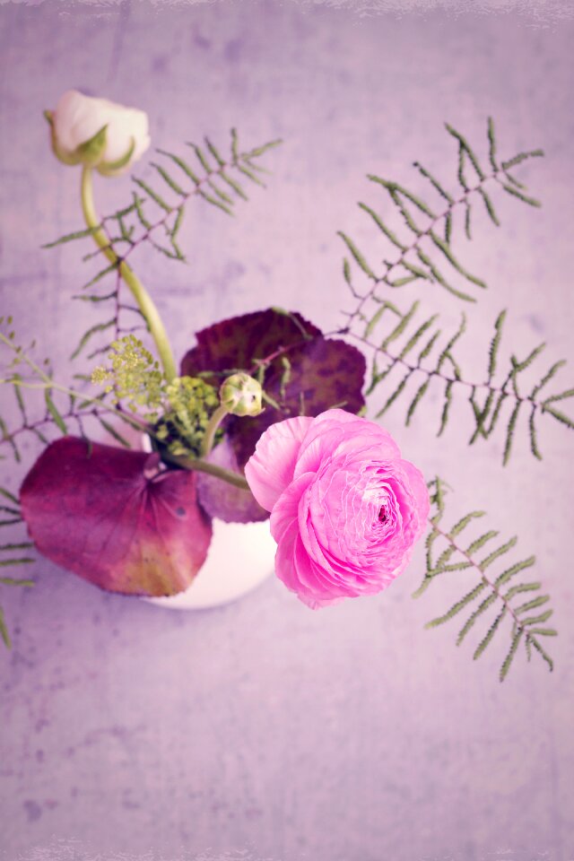 Blossom bloom pink flower