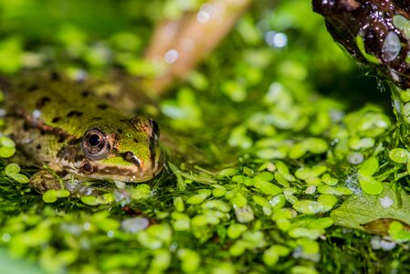 Green frog frog pond amphibian photo