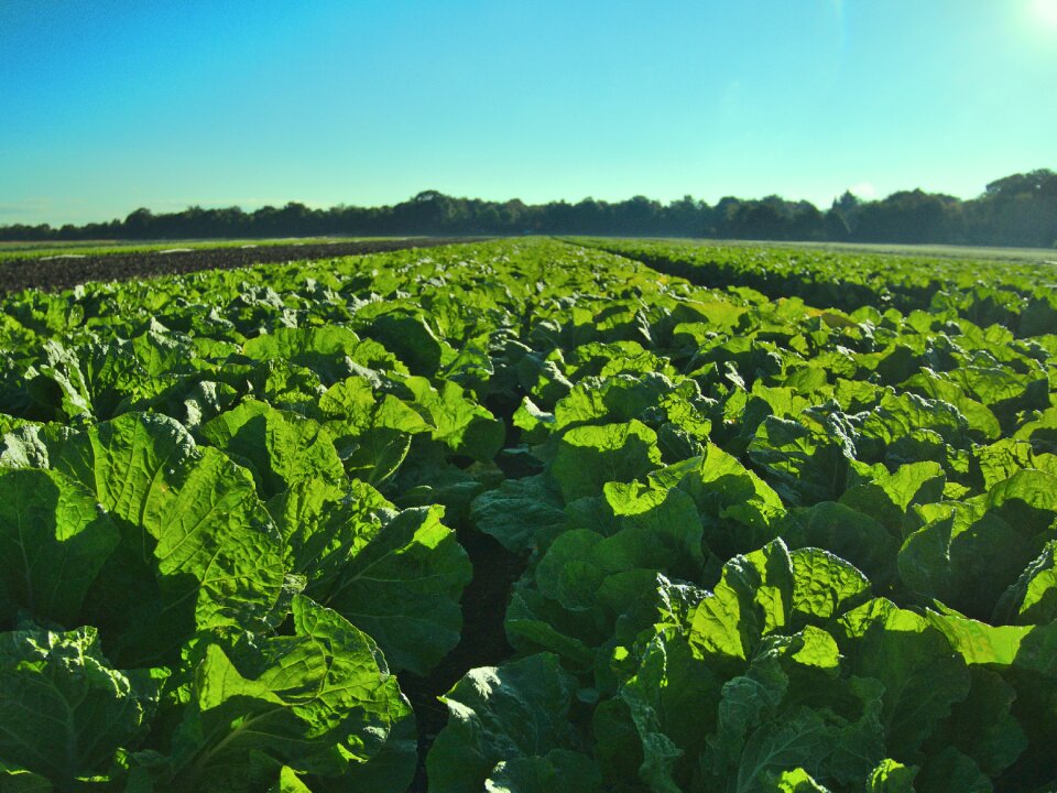 Agriculture summer nature