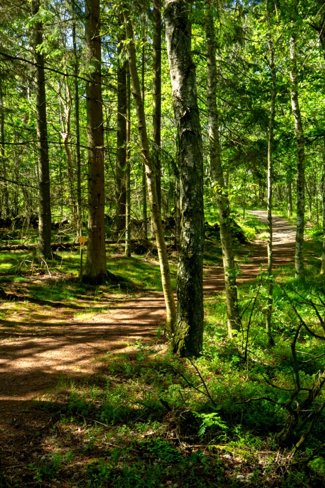 South Myrstigen track at the 1.5 km mark 1