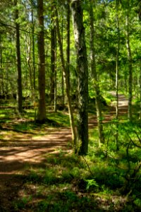 South Myrstigen track at the 1.5 km mark 1