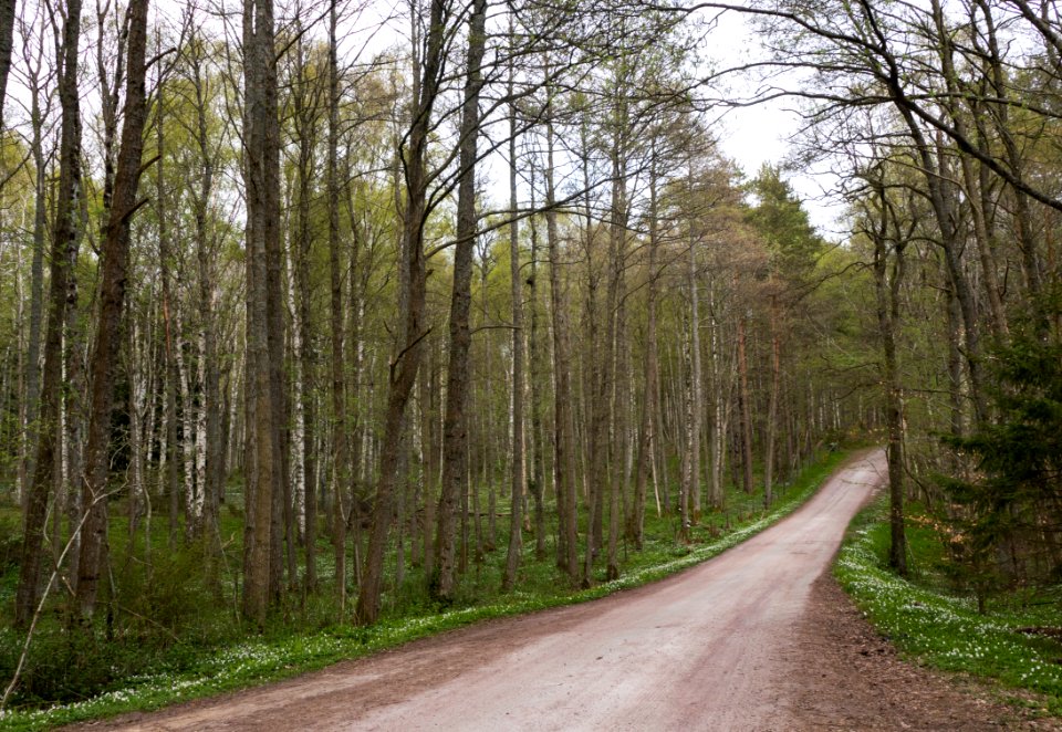 South road through Gullmarsskogen