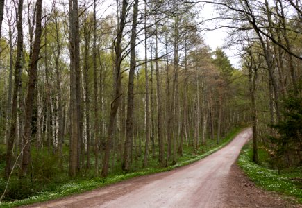South road through Gullmarsskogen photo